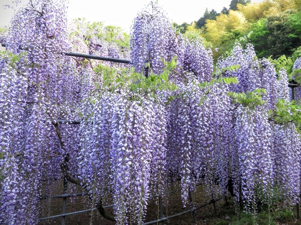 【N:久留米・筑後・柳川・みやま発】 大好評!イセエビまるごと1尾&贅沢30尾のせ甘エビ丼の昼食と一度は見てみたい絶景・河内藤園 日帰り2